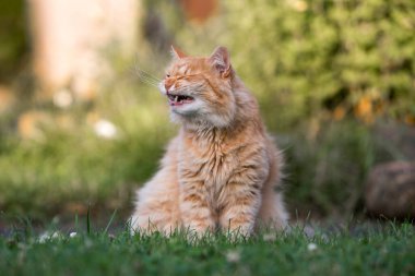 Şirin bir kedinin portresi