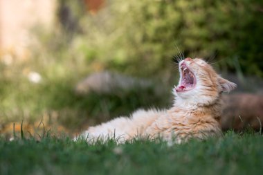 Şirin bir kedinin portresi