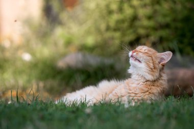 Şirin bir kedinin portresi