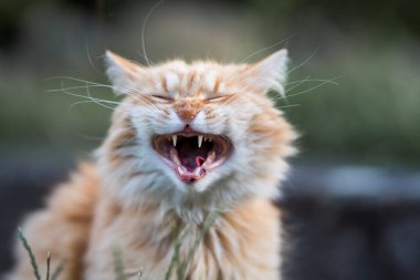 Şirin bir kedinin portresi