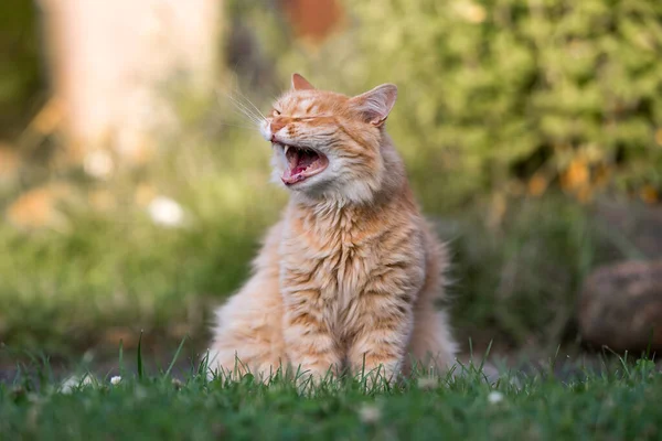 Retrato Lindo Gato — Foto de Stock