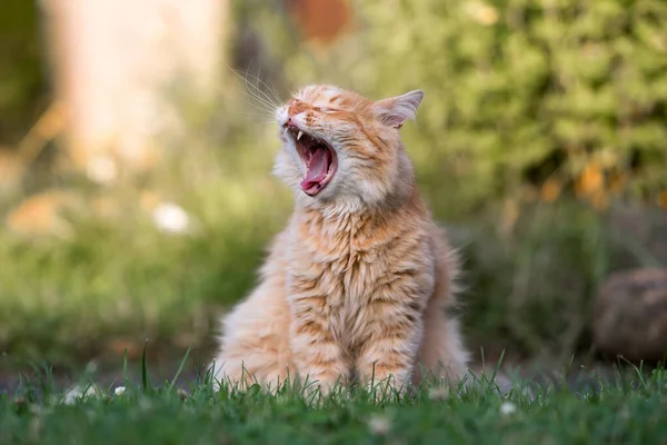 Şirin bir kedinin portresi