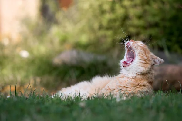 Porträt Einer Süßen Katze — Stockfoto