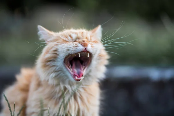 Retrato Lindo Gato — Foto de Stock