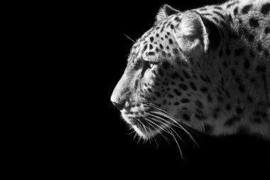 leopar portre
