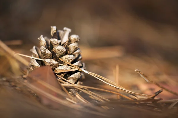 Hermoso cono de pino — Foto de Stock