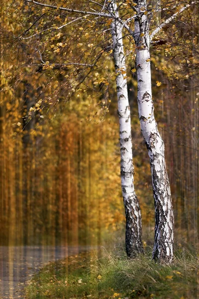 Höstträd — Stockfoto