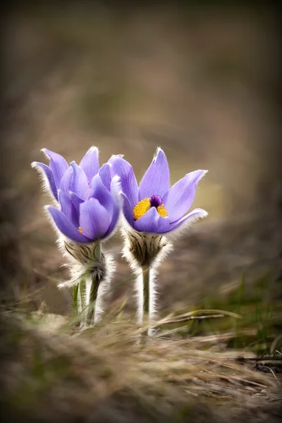 Flores de viento — Foto de Stock