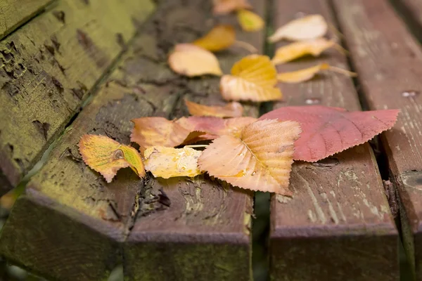 Herfstbladeren — Stockfoto