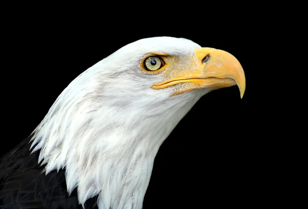 Bald eagle — Stock Photo, Image