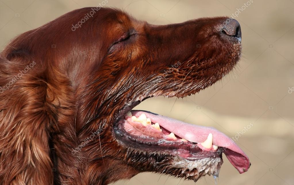 Speichelhund — Stockfoto © marenka1 39645449