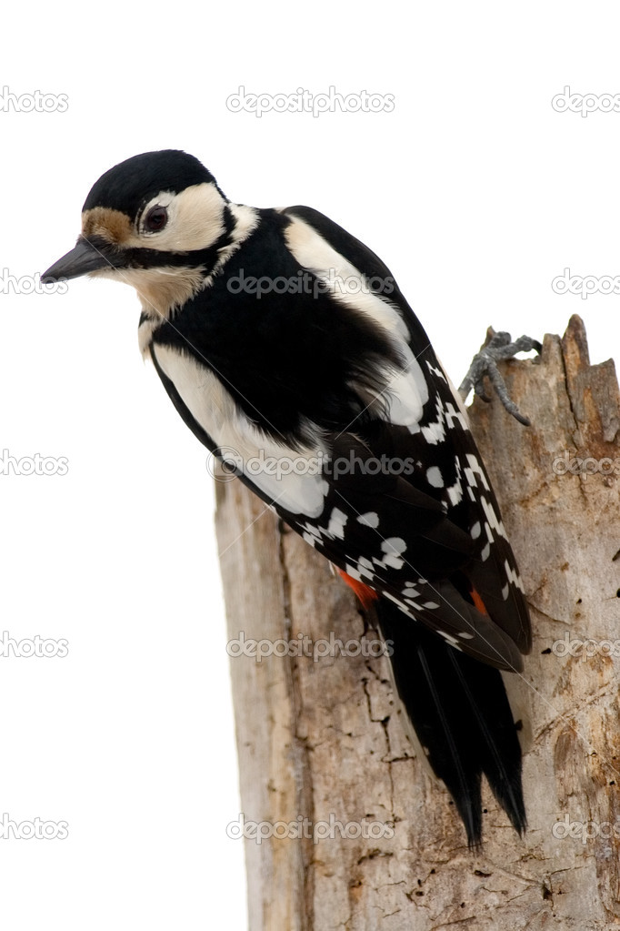 Bird woodpecker
