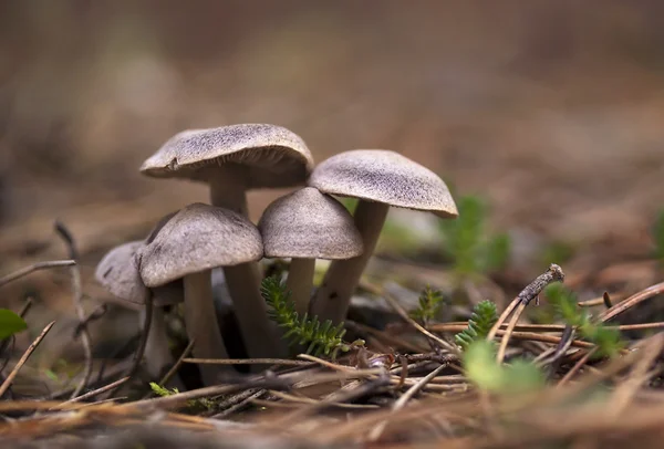 Familia de hongos — Foto de Stock