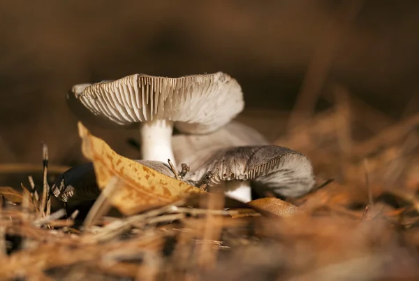Autumn mushroom — Stock Photo, Image