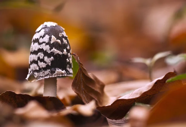 Pilz — Stockfoto