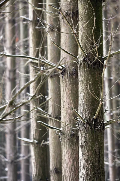 Epmty träd i vinter — Stockfoto