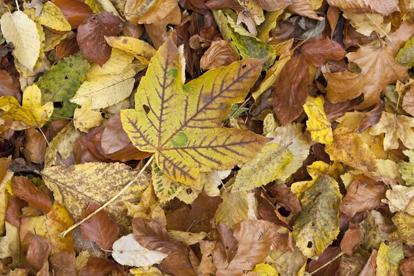 Herfstbladeren — Stockfoto