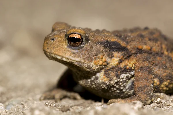 Ugly toad — Stock Photo, Image