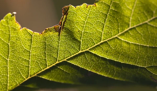 Folha mastigada macro — Fotografia de Stock