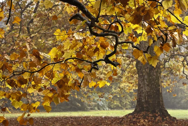 Herfst boom — Stockfoto