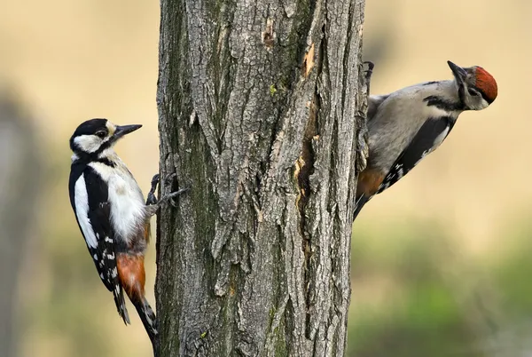 Woodpeckers — Stock Photo, Image