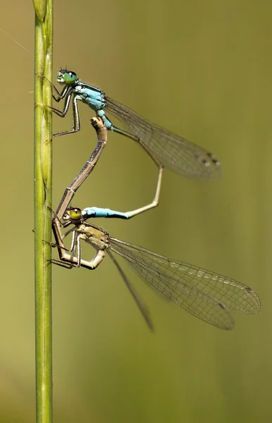 Amore libellula — Foto Stock