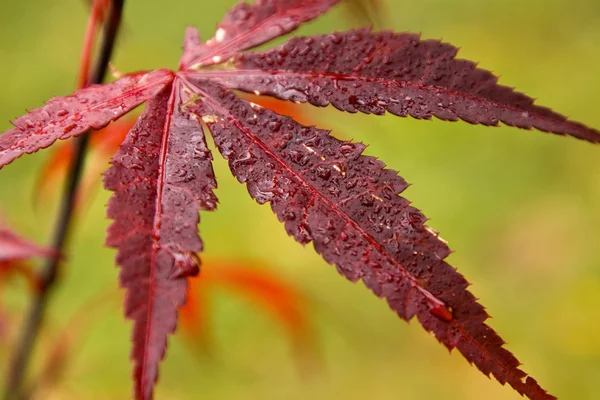 Foglia d'autunno — Foto Stock