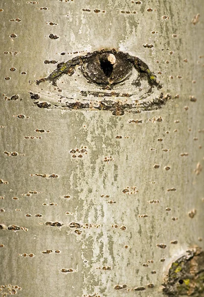 Casca de árvore com padrão de olho — Fotografia de Stock