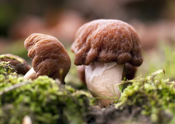 秋季蘑菇 — 图库照片