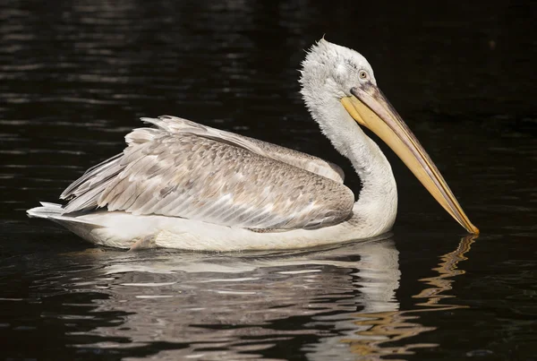 Bellissimo pellicano — Foto Stock