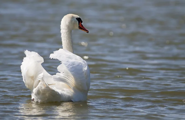 Cisne bonito — Fotografia de Stock