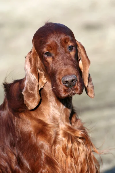 Retrato de Setter irlandés —  Fotos de Stock