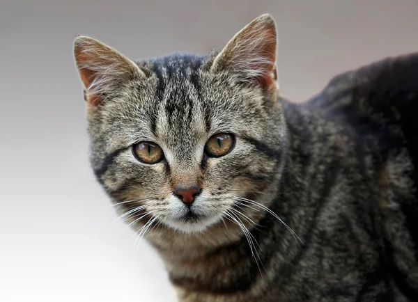 Tabby cat — Stock Photo, Image