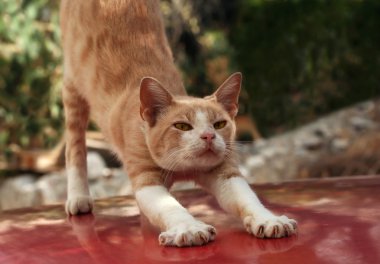 Kırmızı kedi germe