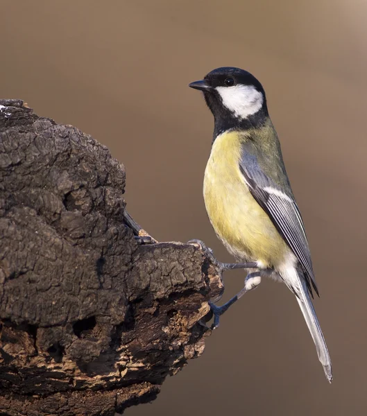 Titmouse — Stock Photo, Image