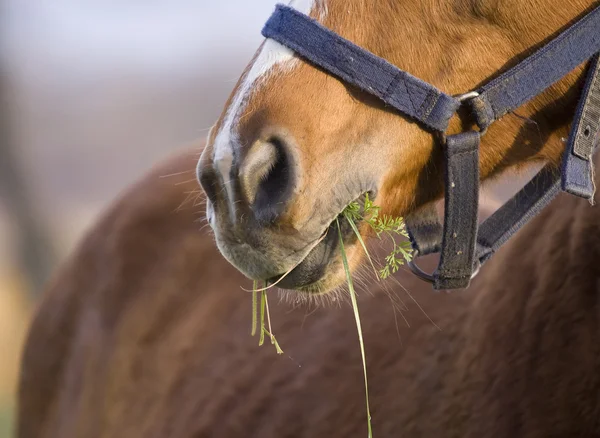 Νέο άλογο τρώει — Φωτογραφία Αρχείου