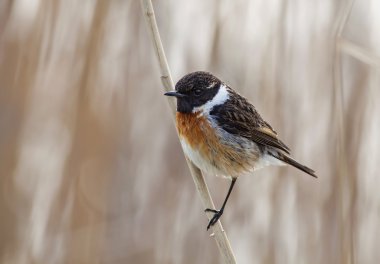 stonechat kuş