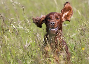 İrlandalı setter çalışan