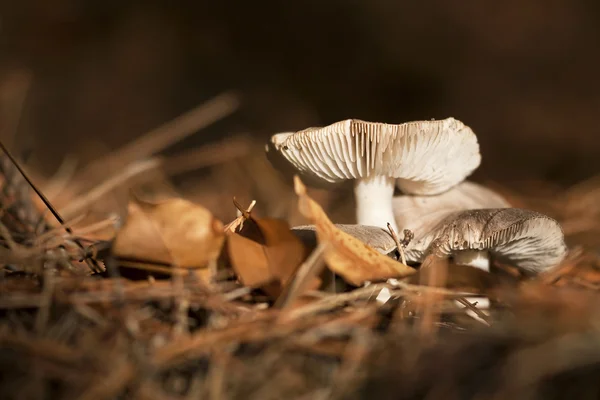 Kleine paddestoel — Stockfoto