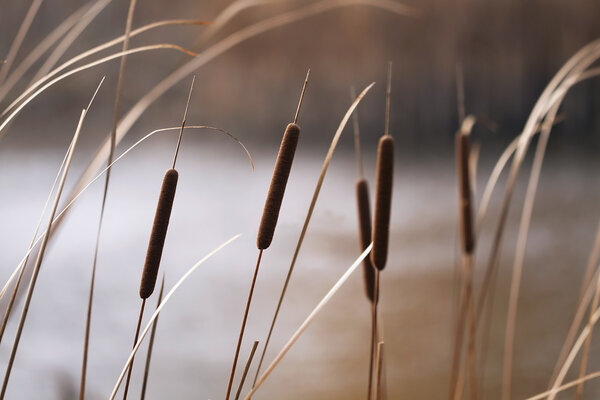 Reeds