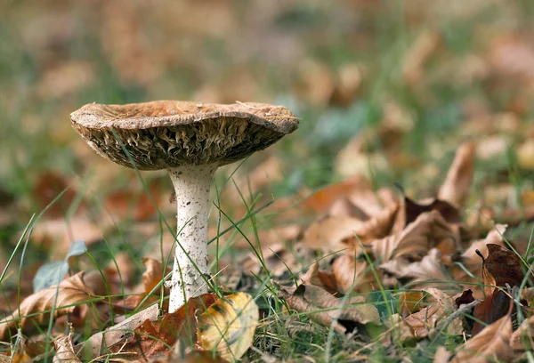 Autumn mushroom — Stock Photo, Image