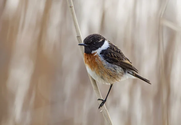 Roodborsttapuit vogel — Stockfoto