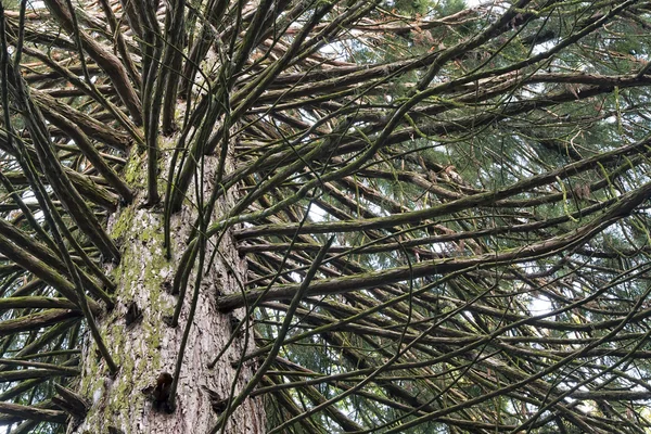 Séquoias géants — Photo