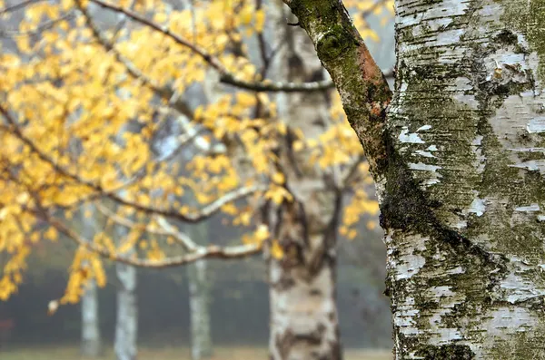Herfst berkenbomen — Stockfoto