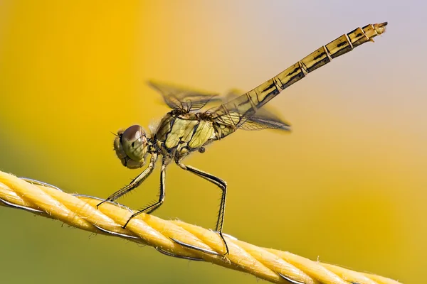 Yellow dragonfly — Stock Photo, Image