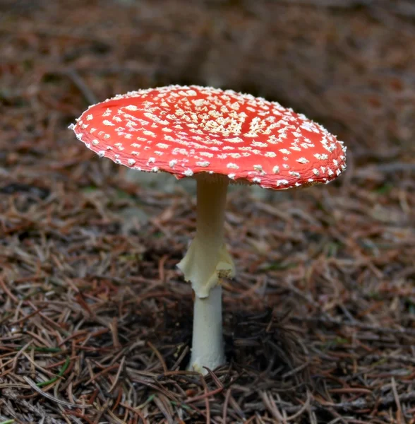 Флай-агарский гриб — стоковое фото