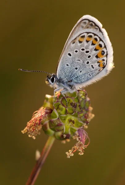 Krásný modrý motýl — Stock fotografie