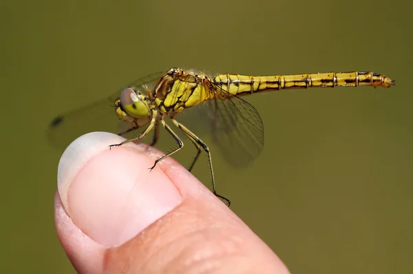 Dragonfly op vinger — Stockfoto