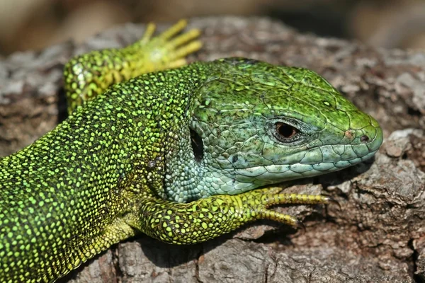 Green lizard — Stock Photo, Image