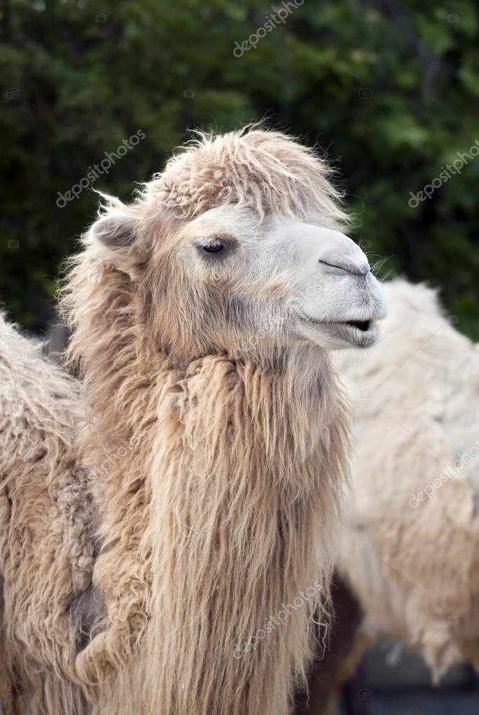 Cute camel portrait Stock Photo by ©Elegant01 39995795
